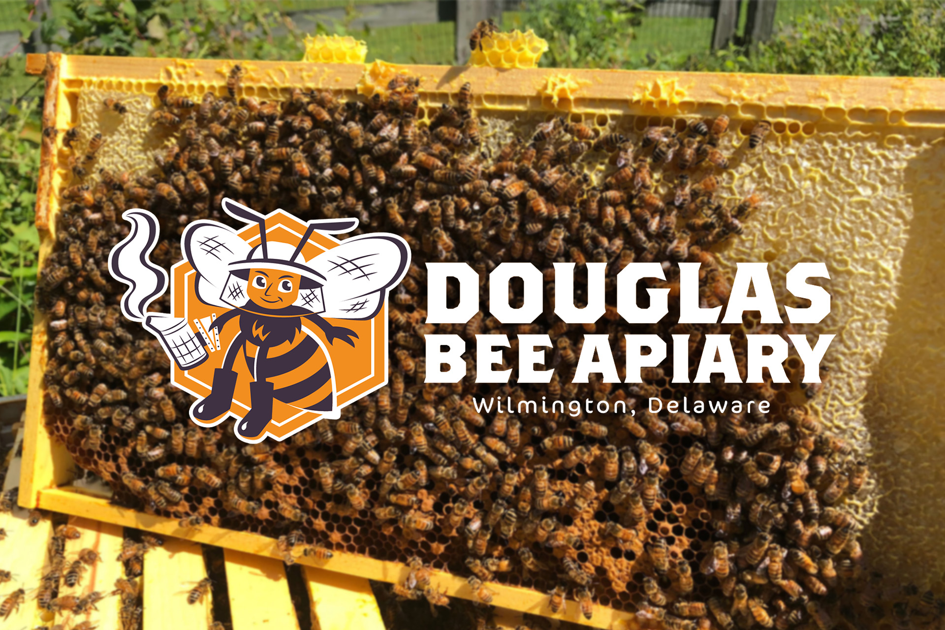 Douglas Bee Apiary Bees Frame-2 Douglas Bee Apiary Bees Frame-2